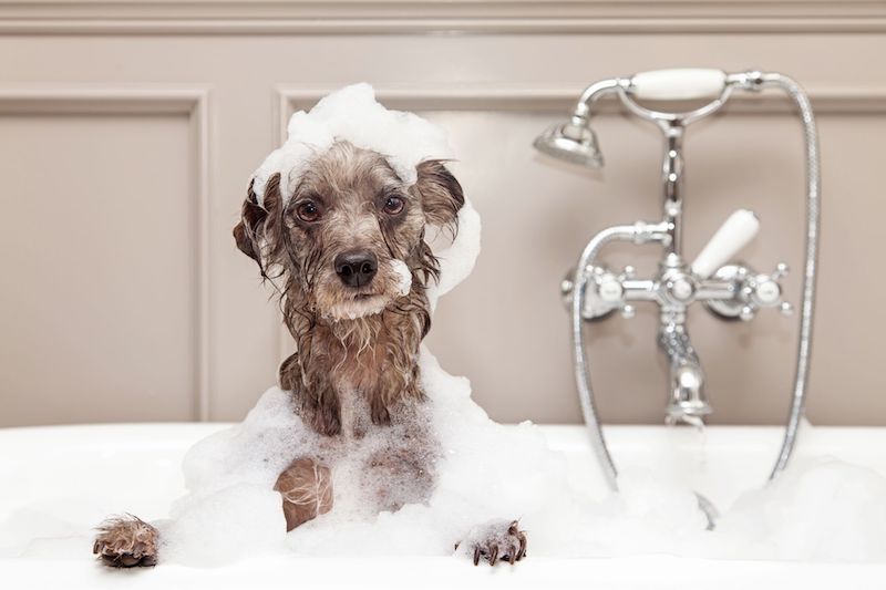 flea infestation dog taking a bath
