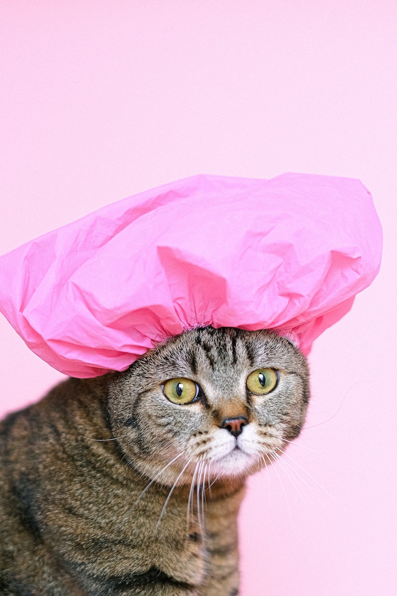 flea medicine dogs cat with shower cap