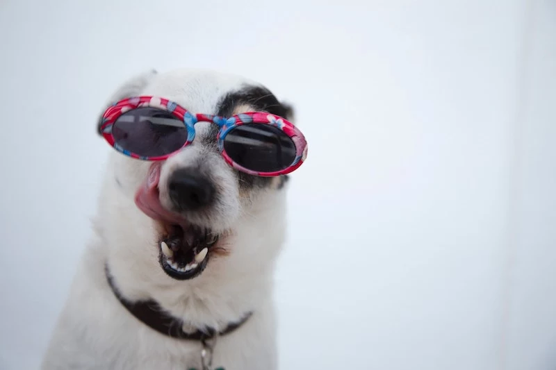 flea treatment for dogs dog with sun glasses
