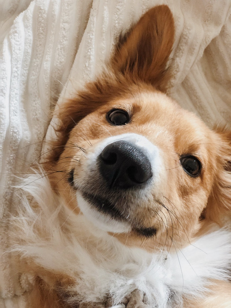 how do i know if my corgi is happy