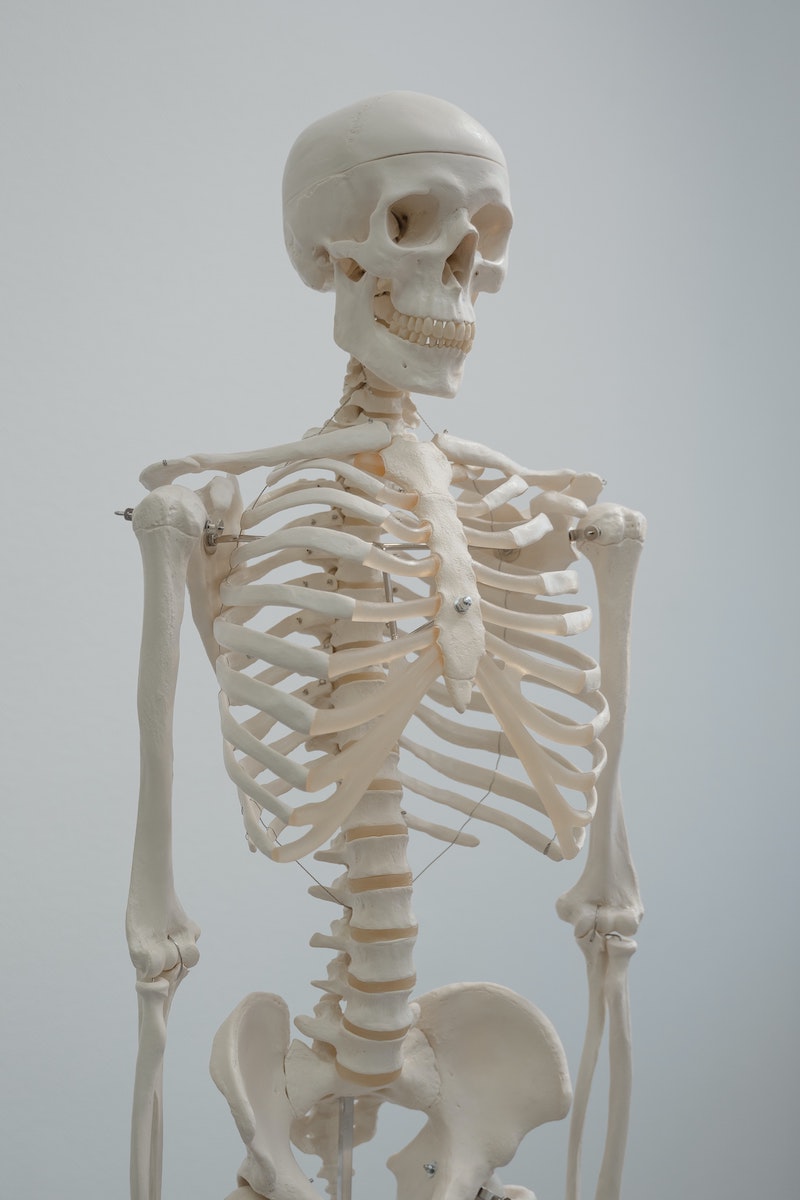 homemade bone broth skeleton