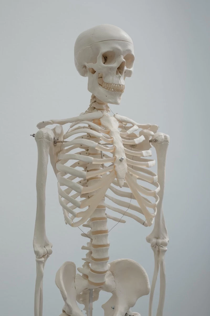 homemade bone broth skeleton