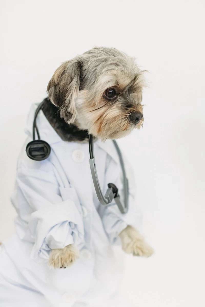 homemade flea spray for dogs dog in a doctors uniform