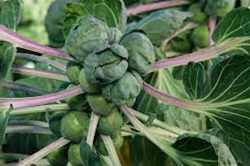 how do brussel sprouts grow close up