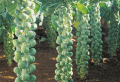 How To Grow Brussel Sprouts At Home