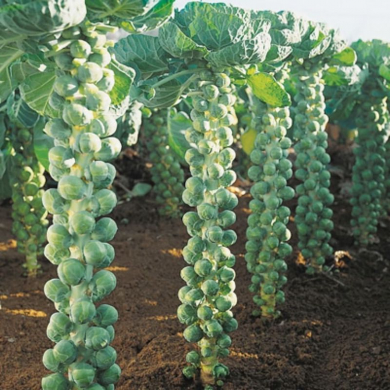 How To Grow Brussel Sprouts At Home