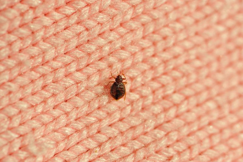 how to check for bed bugs single bed bug on a blanket fiber