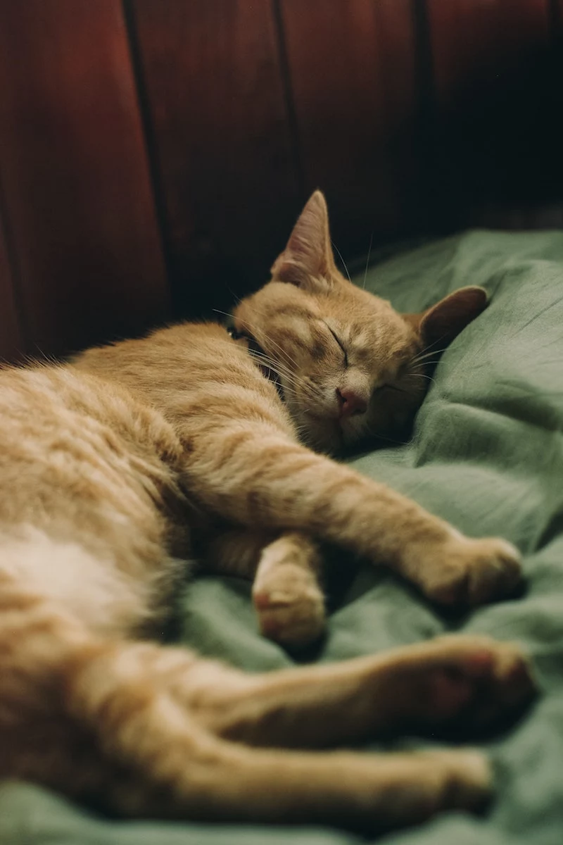 how to get rid of fleas cat sleeping