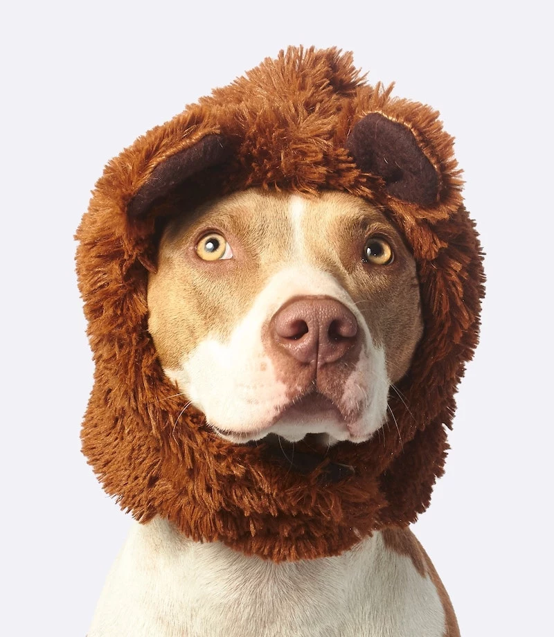 how to get rid of fleas dog with bear hat