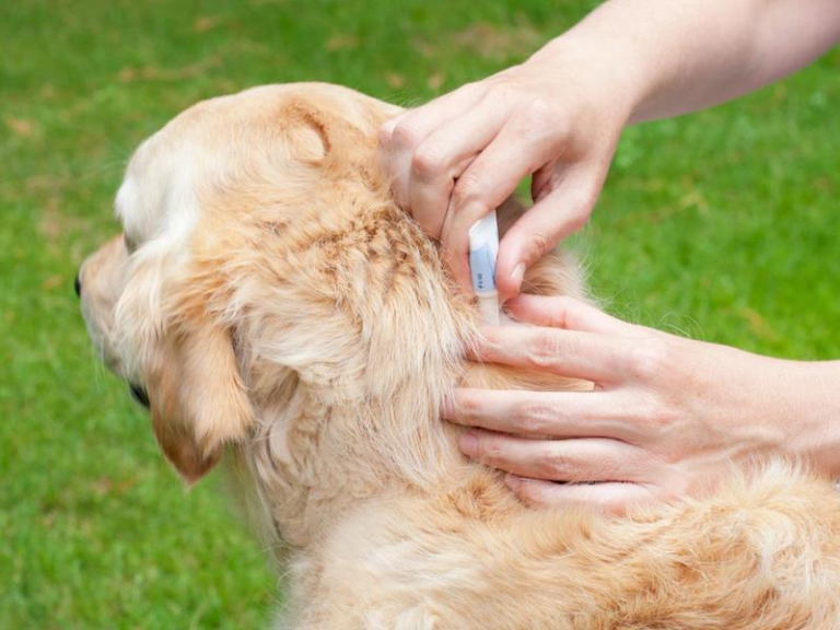 How To Get Rid Of Fleas On Dogs, Cats, and More