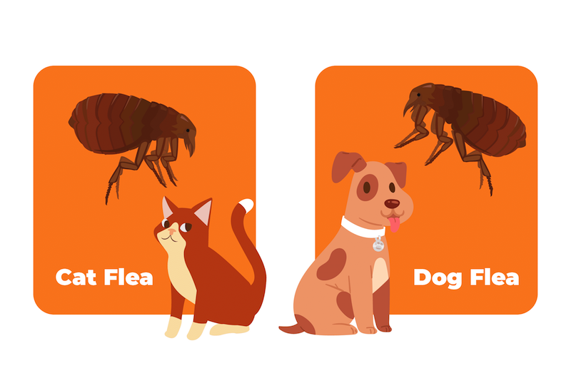 how to get rid of fleas naturally cat and dog fleas