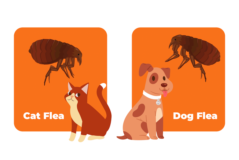 how do you get rid of fleas on a puppy naturally