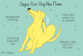 How To Get Rid Of Fleas On Dogs, Cats, and More