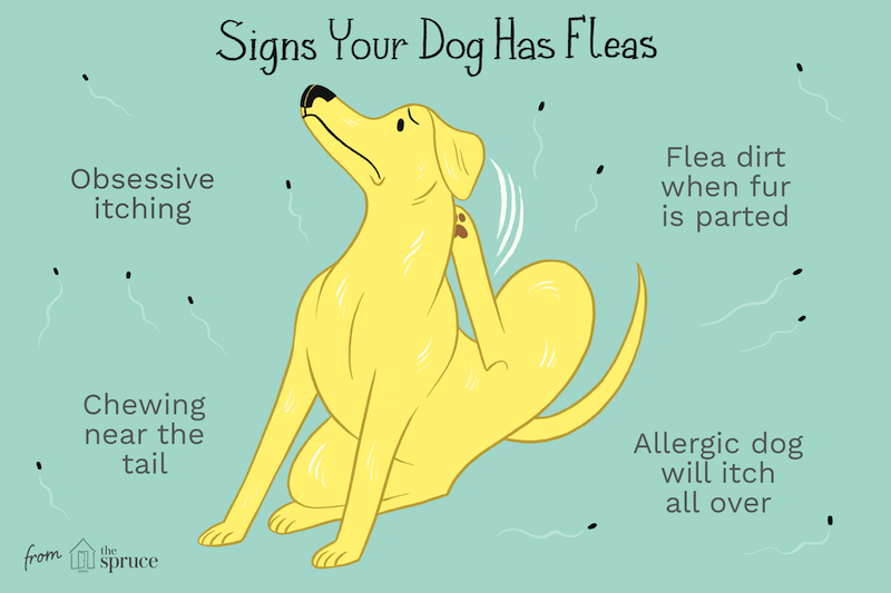 how to get rid of fleas on cats how do puppies dogs get fleas