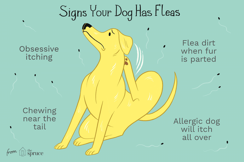 how dogs catch fleas