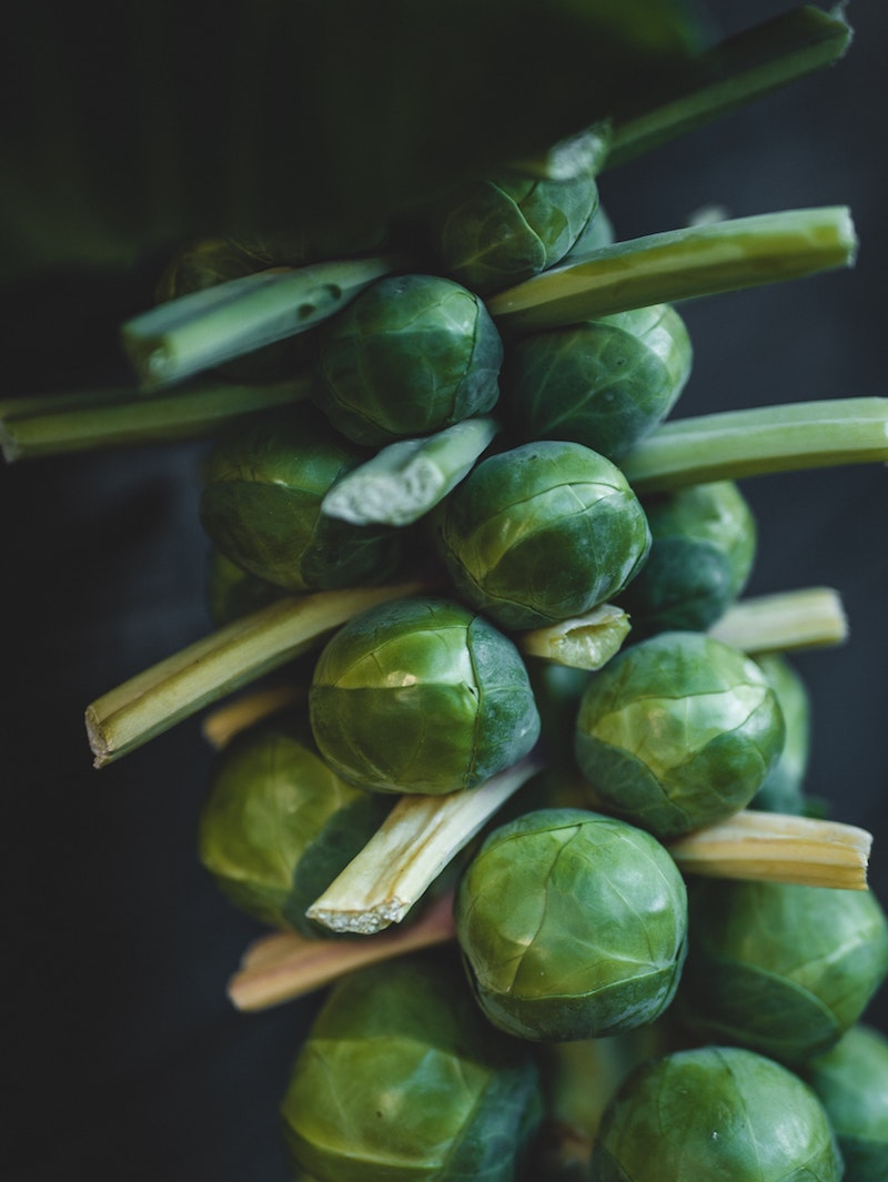 how to grow brussel sprouts from seed plant