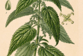 Stinging Nettle Benefits and Side Effects