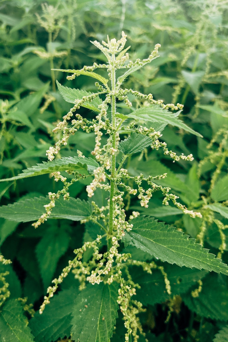 how to treat a nettle sting nettle plant