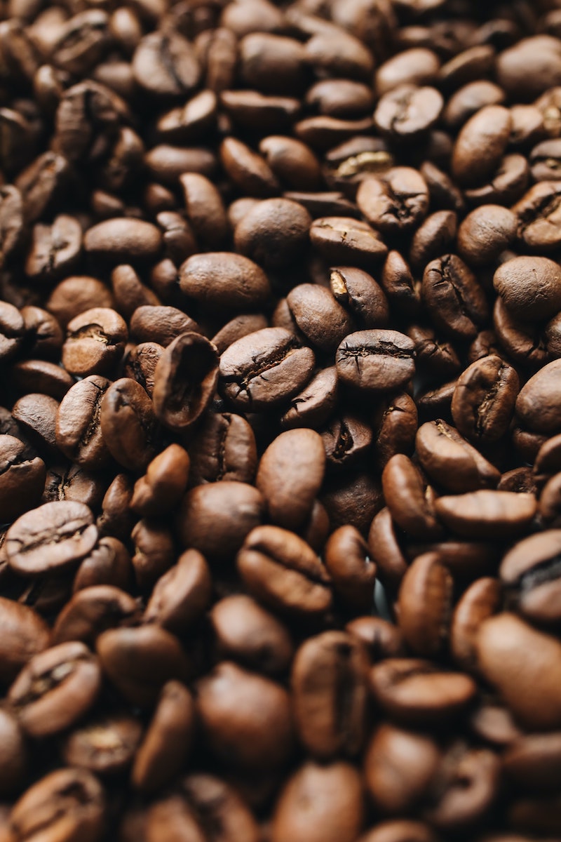 kombucha bacteria coffee beans