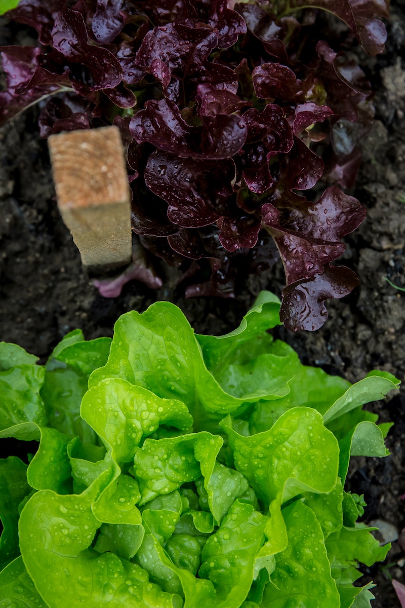 lettuce growing in the ground