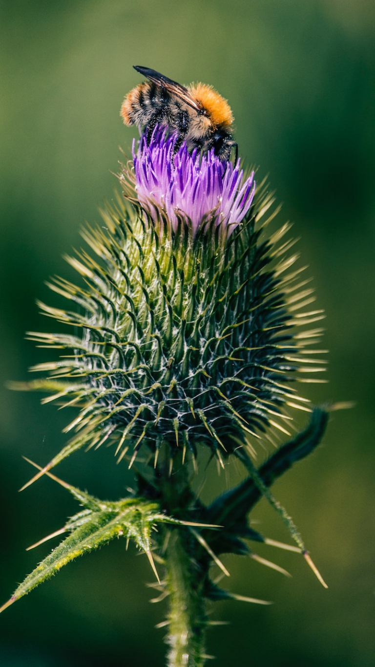 Best Time To Take Milk Thistle Morning Or Night