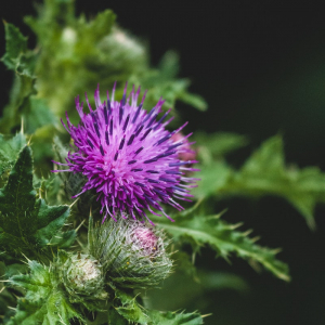 Milk Thistle Benefits and Side Effects