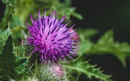 milk thistle dosage milk thistle flower