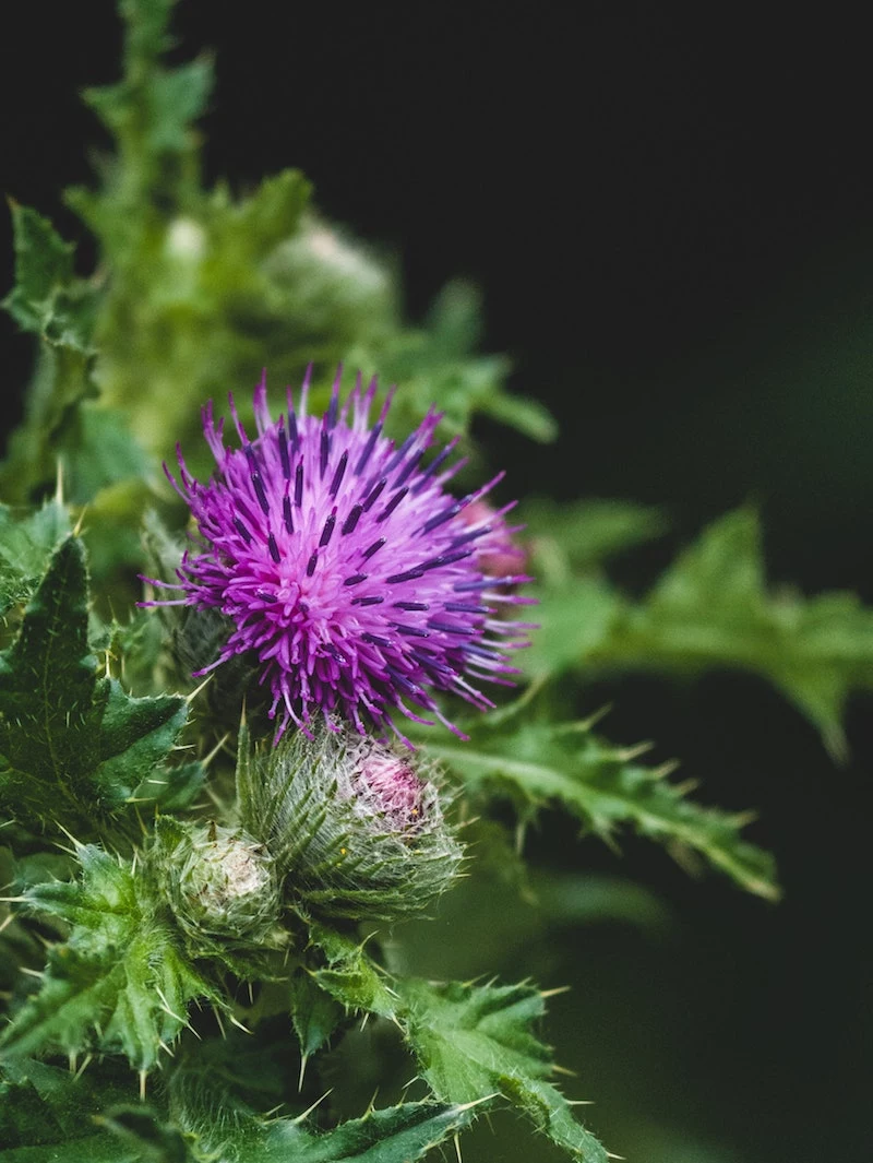 milk thistle dosage milk thistle flower