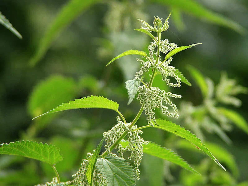 nettle essential oil nettle