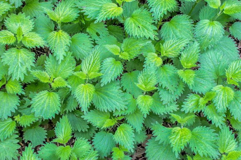 Stinging Nettle Benefits and Side Effects