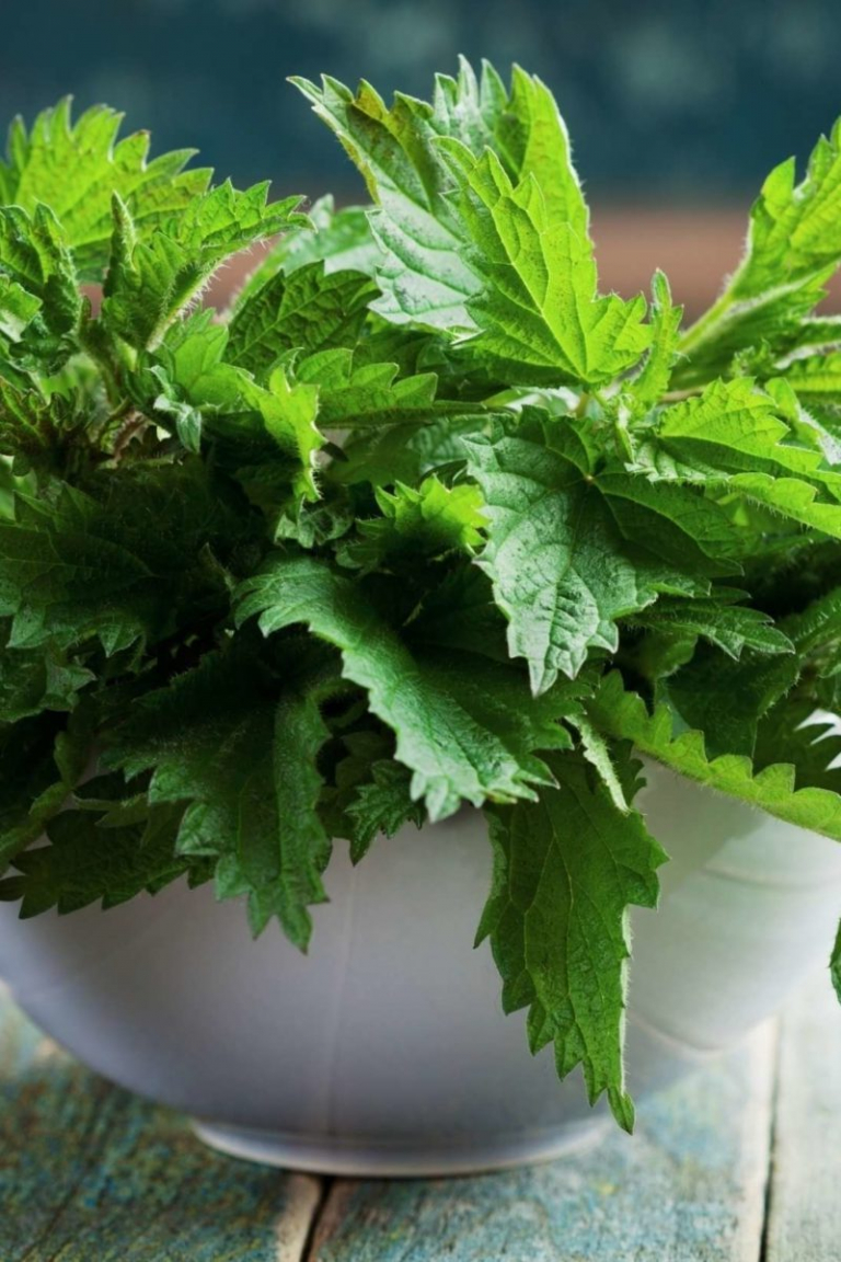 Stinging Nettle Benefits and Side Effects