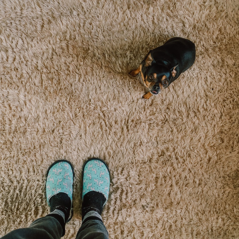 slippers and dog on carpet
