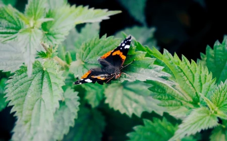 sting nettle tea stinging nettle with butterfly