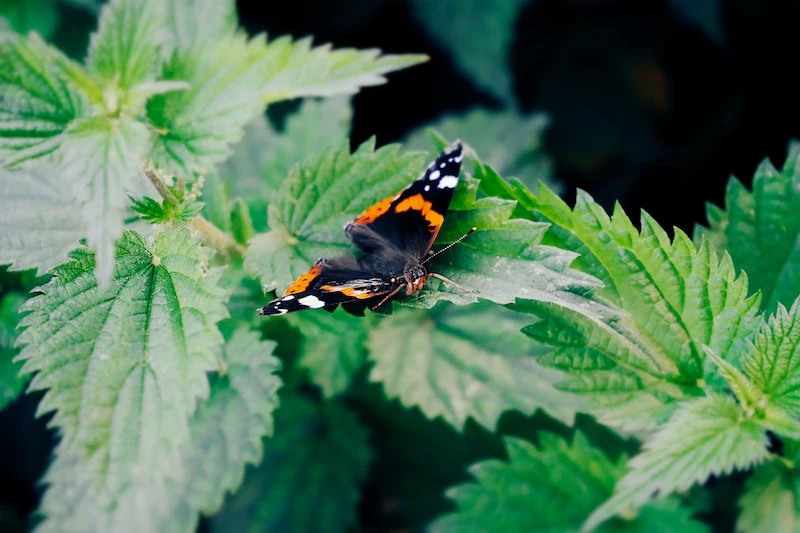 sting nettle tea stinging nettle with butterfly