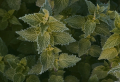 Stinging Nettle Benefits and Side Effects