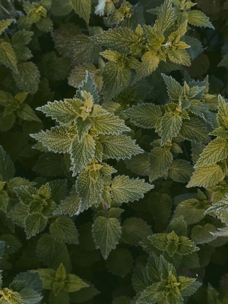 Stinging Nettle Benefits and Side Effects