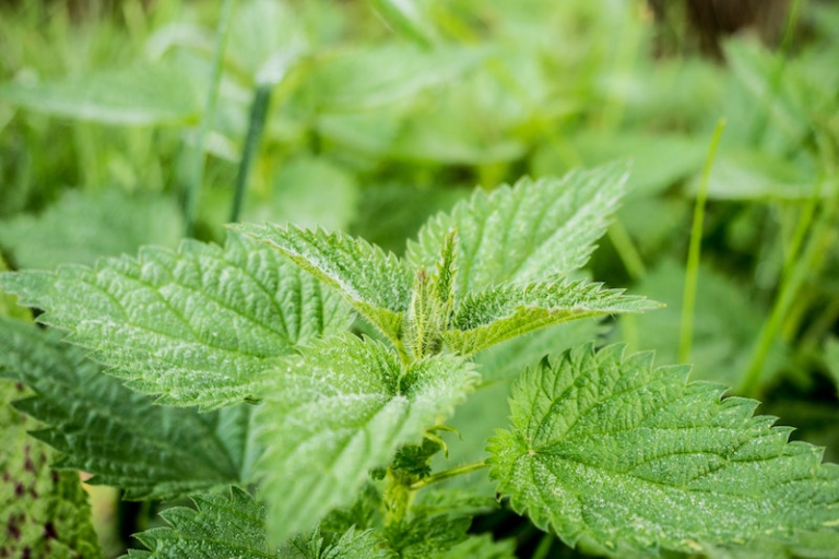 Stinging Nettle Benefits and Side Effects – Archziner.com