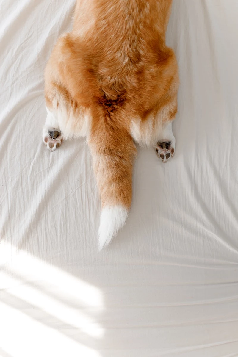 what do flea eggs look like corgi tail