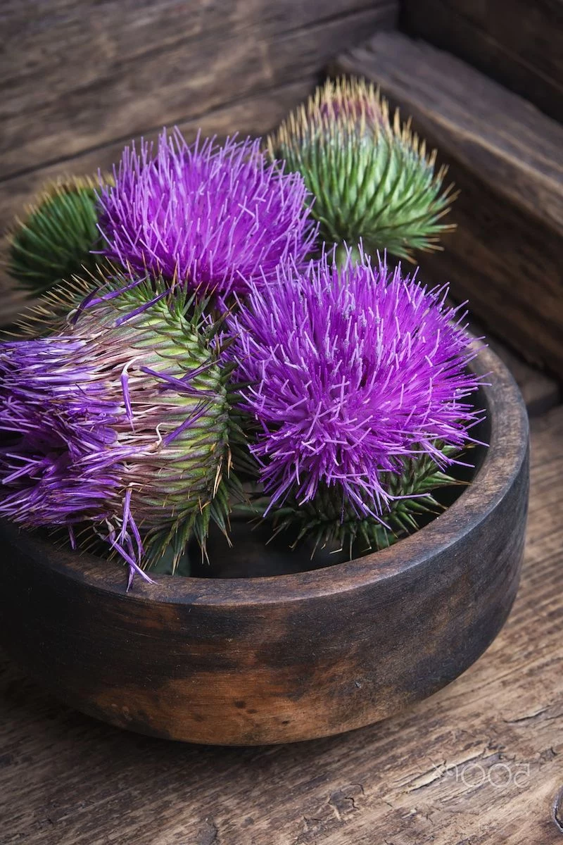 what is milk thistle flower