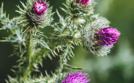 Milk Thistle Benefits and Side Effects