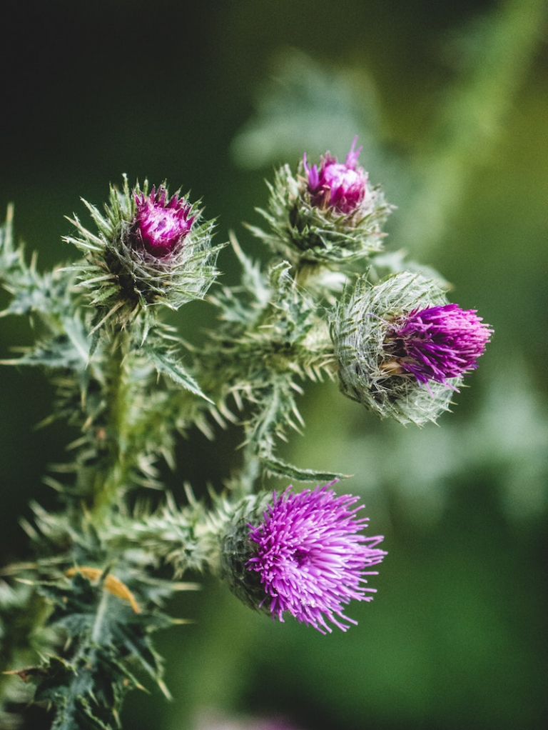 Milk Thistle Benefits and Side Effects