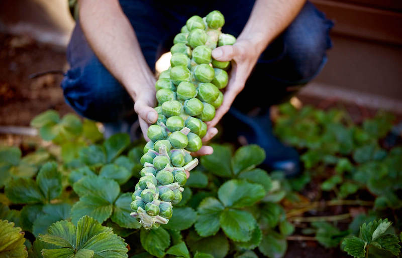 when to harvest brussel sprouts man holding brussel sprouts