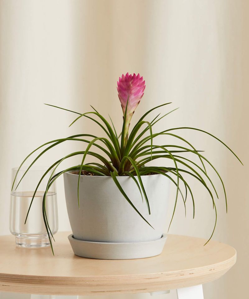 bromeliad with pink flowers on table