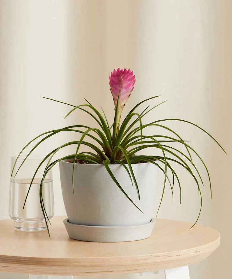 bromeliad with pink flowers on table
