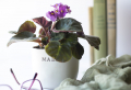 Ultimate Guide: 7 + Awesome Pet Friendly Plants