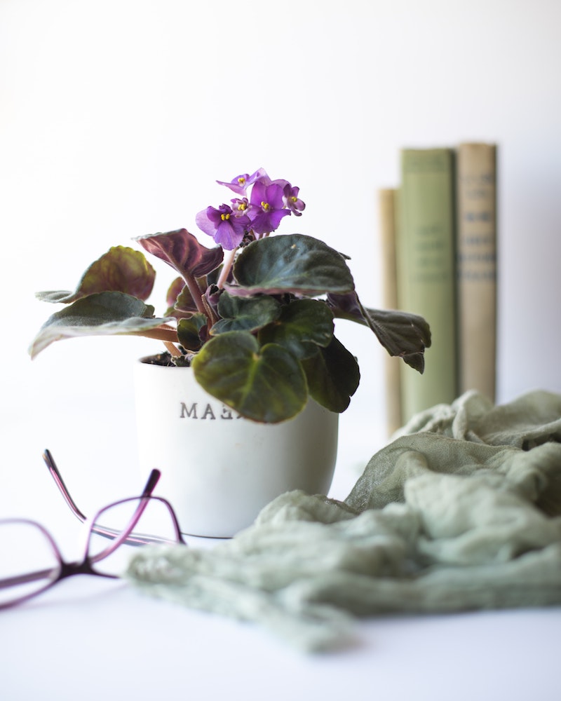african violet in white pot