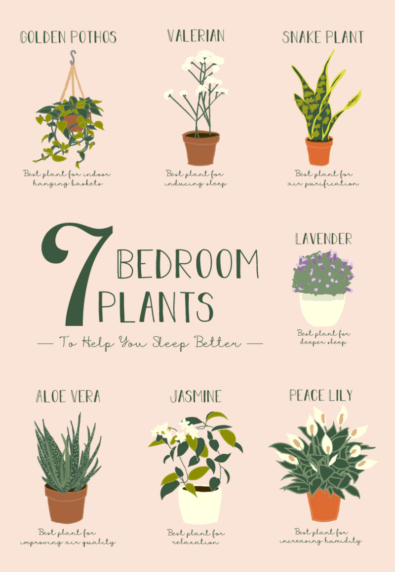 bedroom plants mini graphic