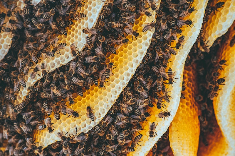 bee colony in layers