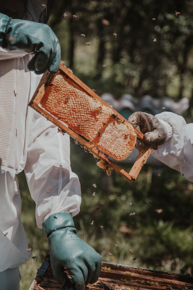 beekeepers holding a honey comb