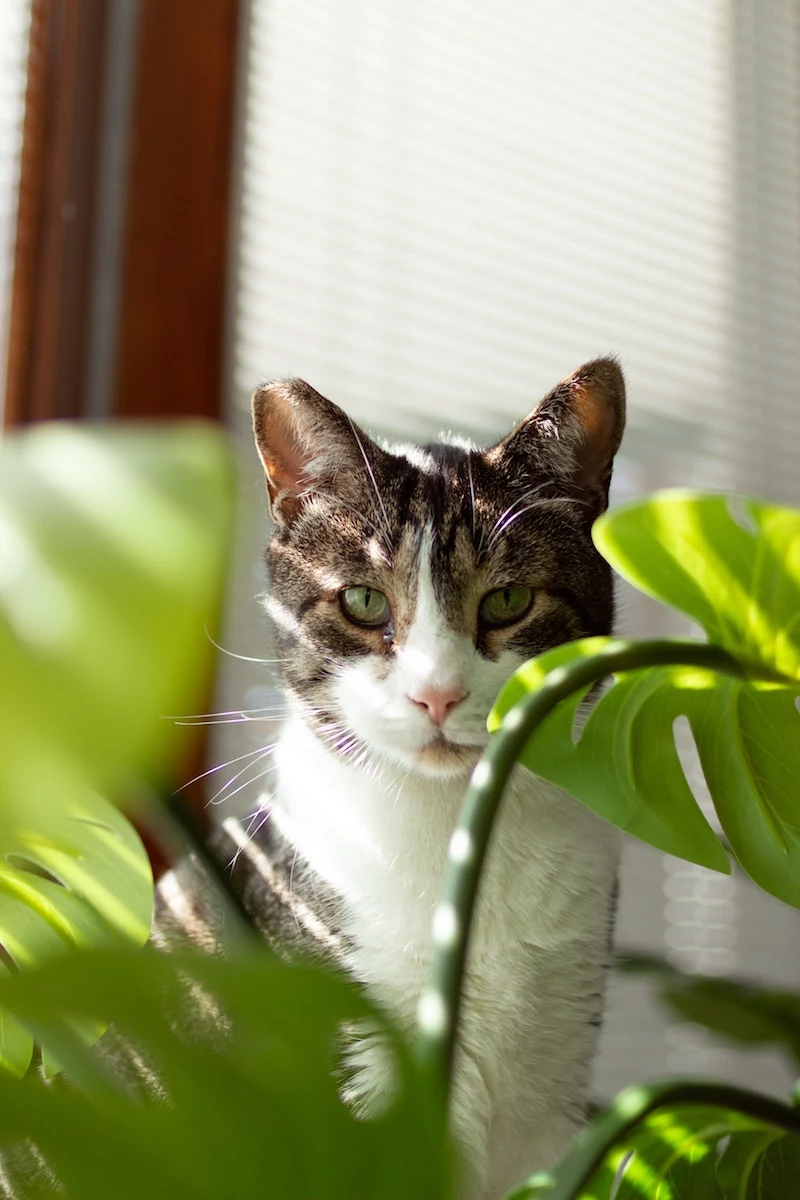 cat in between plants